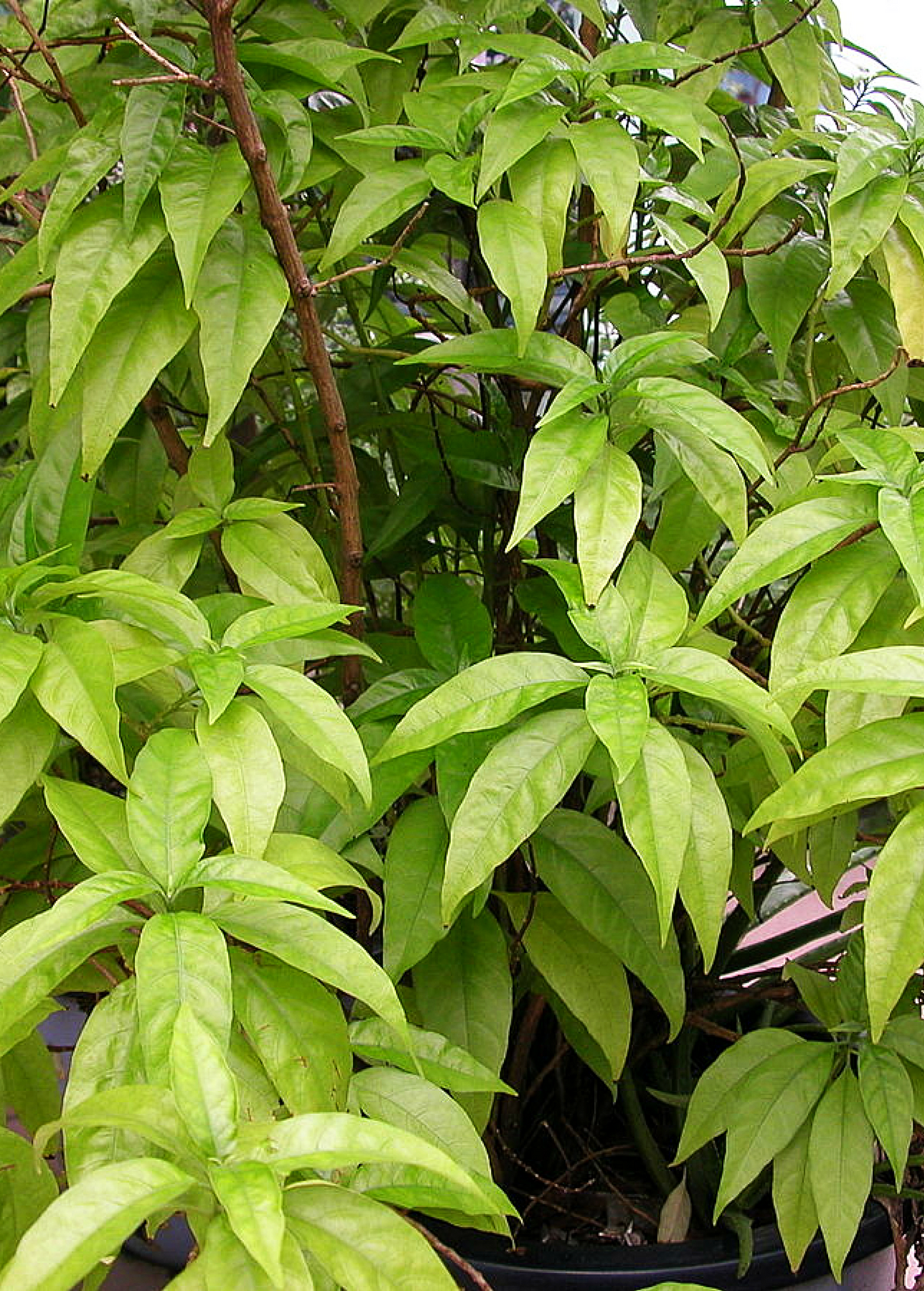 Hoan Ngoc Pseuderanthemum Palatiferum Herb Live Plant, Vietnamese Medicinal Herb, Container Plant for Indoor & Outdoor Use