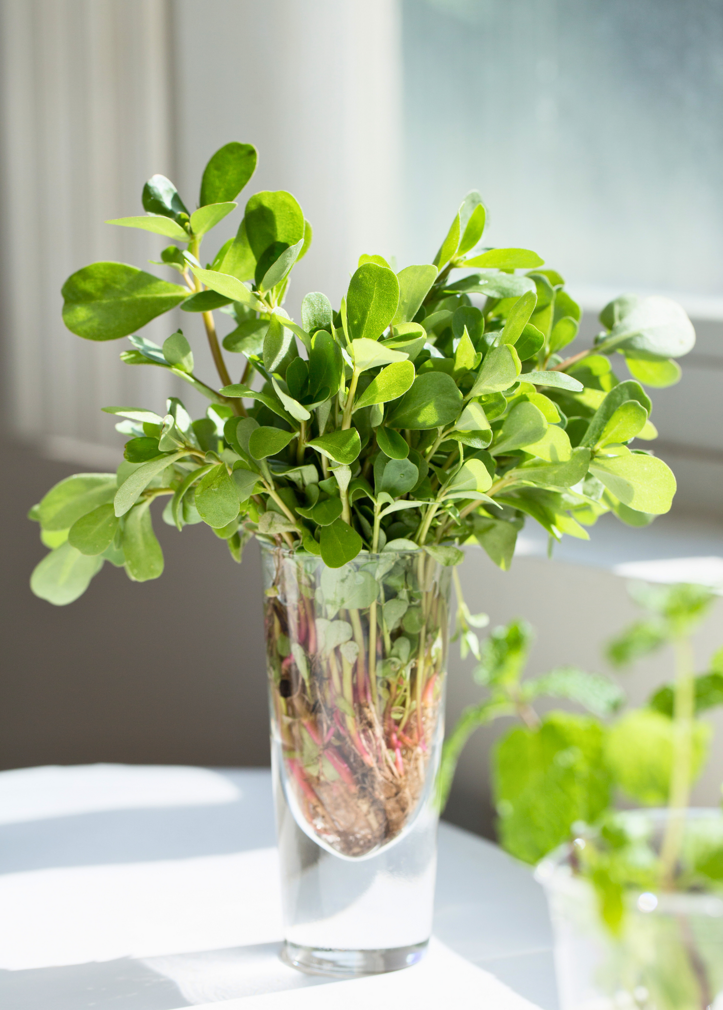 Purslane Succulent Plant - Edible Groundcover, Nutrient-Dense, Omega-3 Rich, Portulaca oleracea