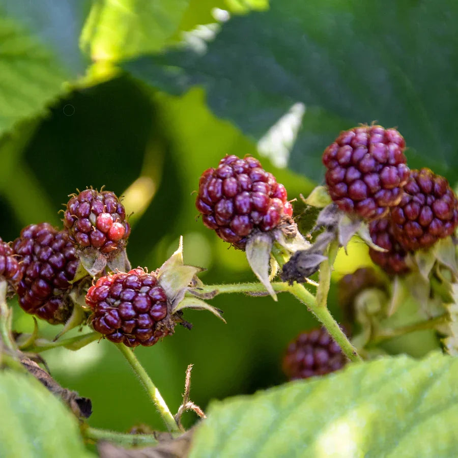 2 Glencoe Thornless Raspberry Plants - Sweet Purple Raspberries, Cold Hardy, Easy Grow Bare Root Bushes