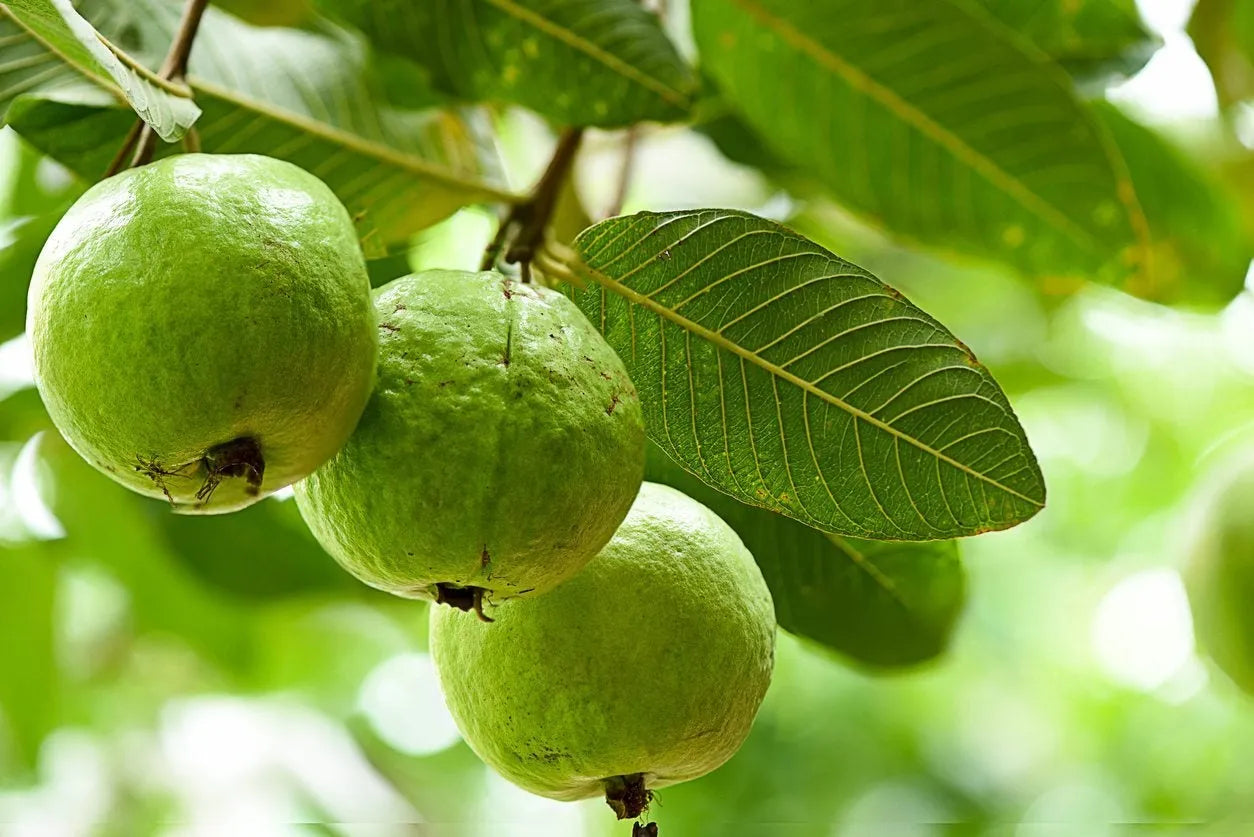 4 Star Apple Tree Cuttings Grafting Wood Chrysophyllum cainito Tropical Fruit Tree Rare Exotic