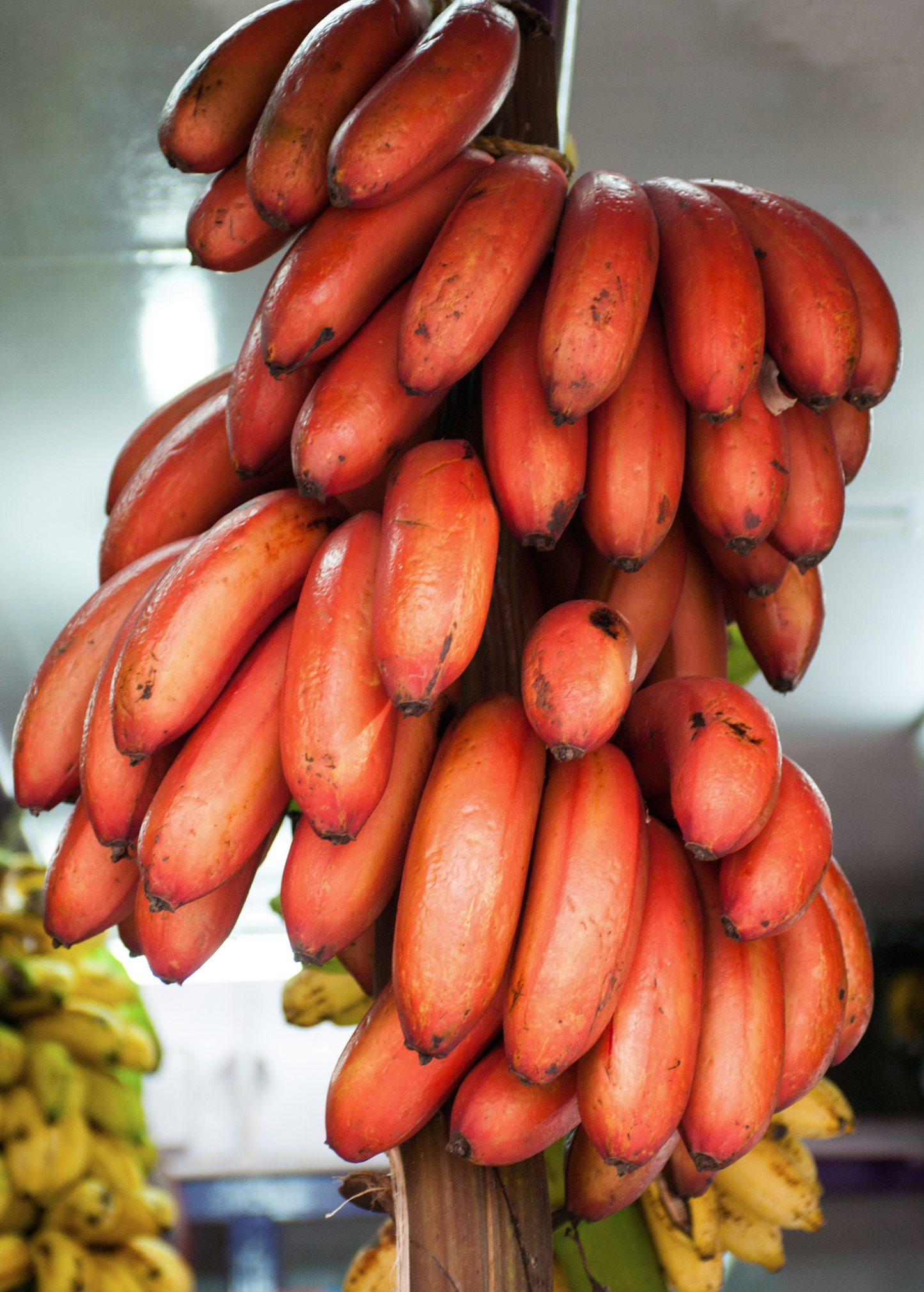 Red Cuban Banana Plant Musa acuminata, Tropical Fruit & Ornamental Foliage, Red Skin