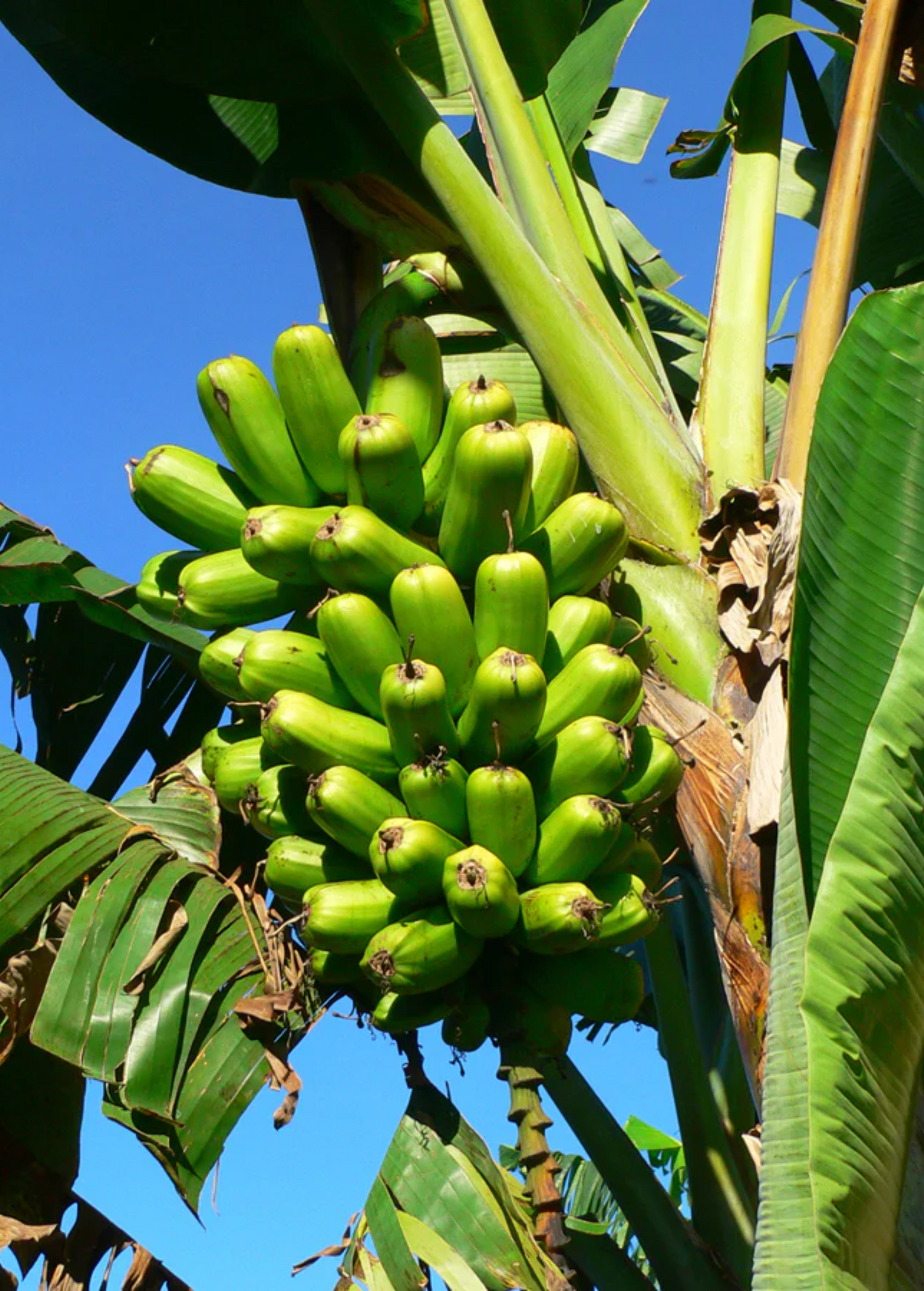 Red Trunk Popo'Ulu Banana Plant | Tropical Musa popoulu with Red Trunk & Green Leaves