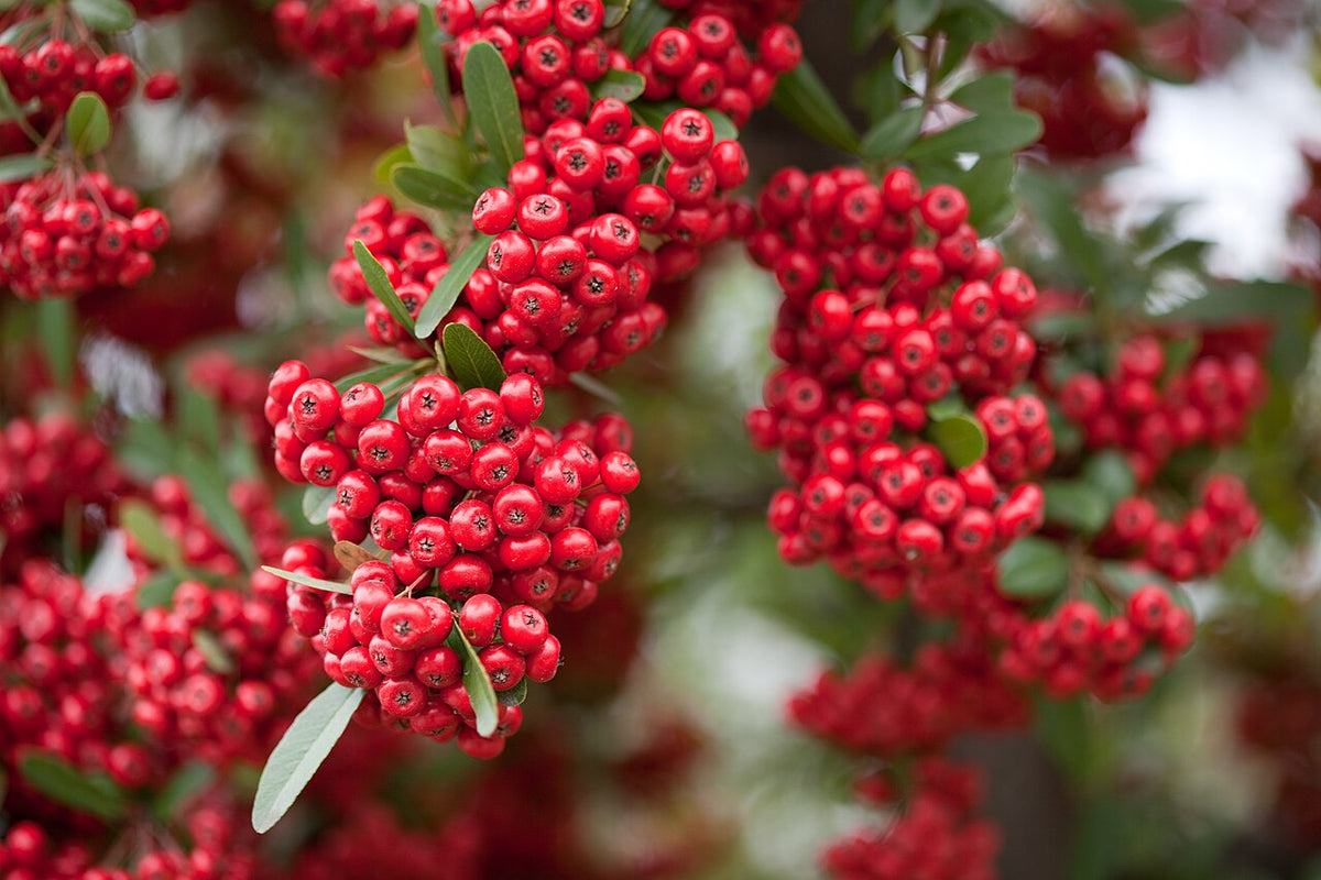 Rare Scarlet Firethorn Cuttings – Pyracantha coccinea – 5 Fresh Cuttings for Rooting or Grafting