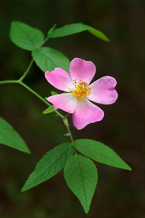 Rosa setigera Seeds – Illinois Rose Native Perennial, 30 Non-GMO Pollinator Garden Seeds