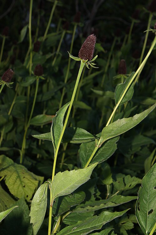 Rudbeckia occidentalis Seeds β Western Coneflower Native Perennial Wildflower Pollinator-Friendly Prairie Plant (75 Seeds)