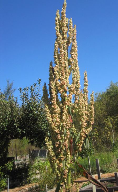 Rumex orbiculatus Seeds – Great Water Dock Native Perennial for Wetlands & Rain Gardens, 100 Seeds