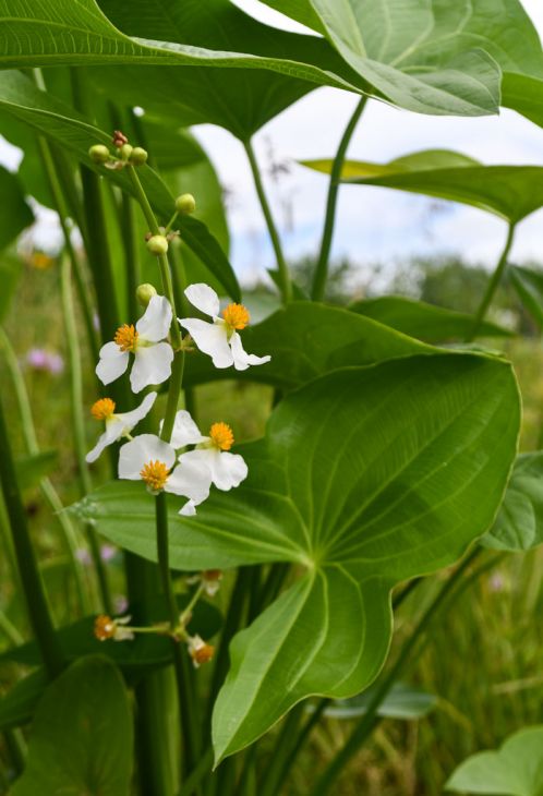 Sagittaria latifolia Seeds β Native Aquatic Perennial for Ponds, Wetlands & Rain Gardens, Duck Potato, White Flowers, 100 Seeds