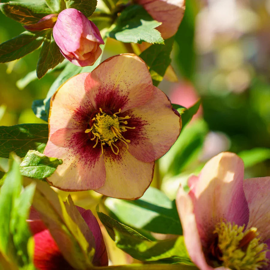 Hellebore ‘Sandy Shores’ - Established Gallon Size Lenten Rose with Peach Apricot Blooms