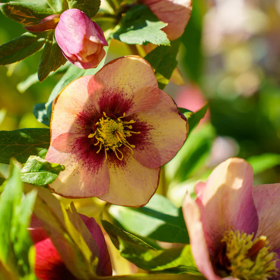 Hellebore Sandy Shores Perennial Flowering Plant | Helleborus x hybridus | Shade Garden, Evergreen, Low Maintenance