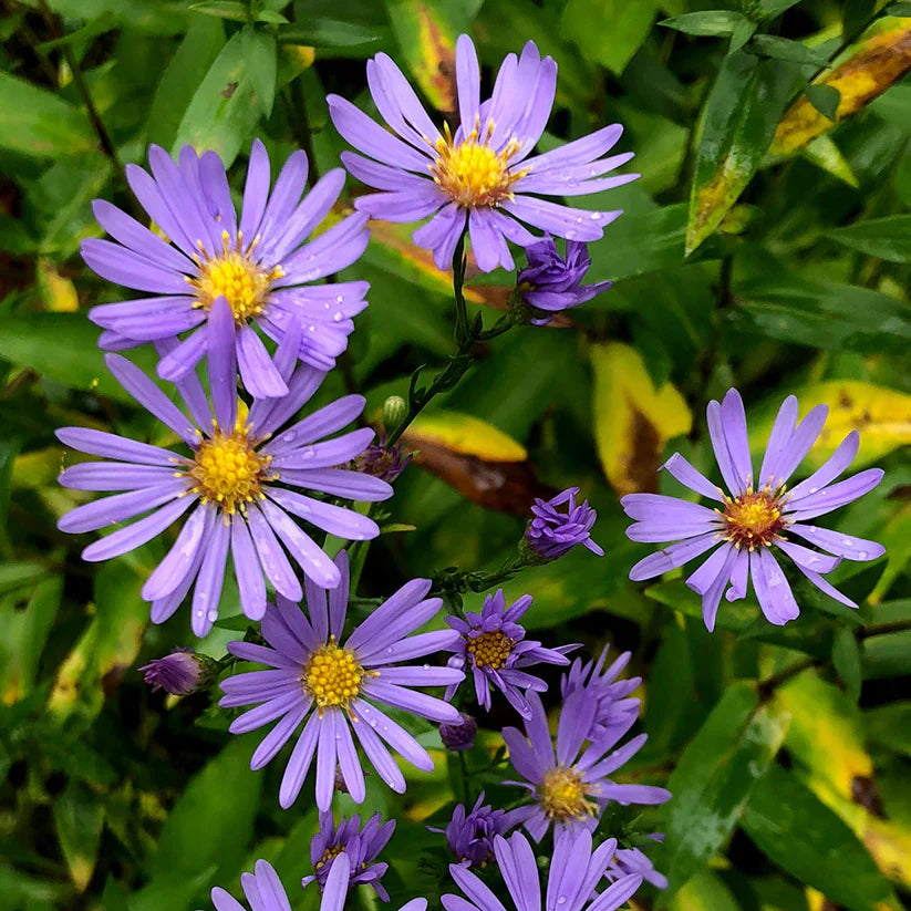 Symphyotrichum laeve Seeds β Smooth Blue Aster, Native Wildflower, Pollinator-Friendly Meadow Plant, Perennial Seed (100 Seeds)
