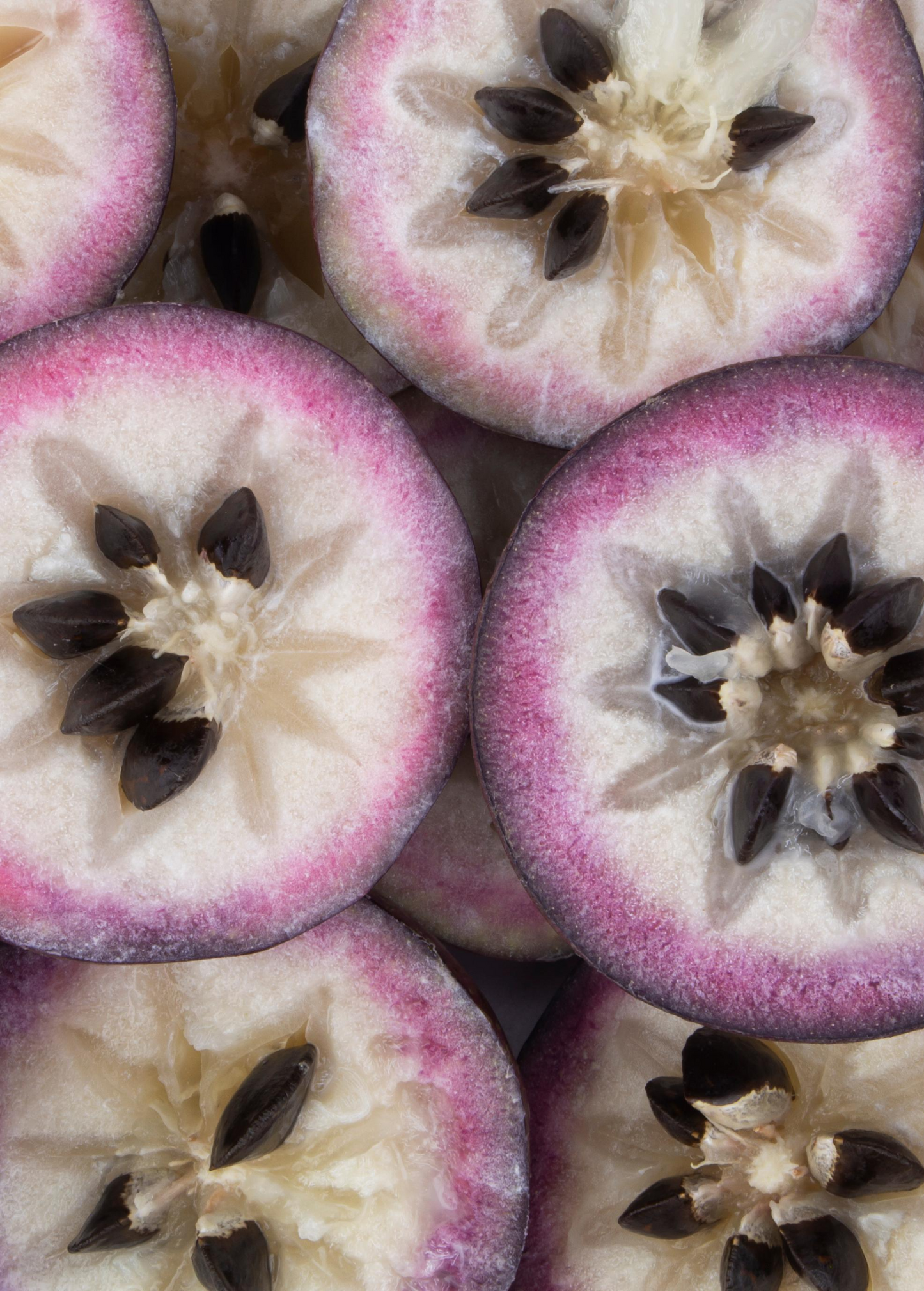 Purple Caimito Star Apple Fruit Tree – Tropical, Edible, Chrysophyllum cainito