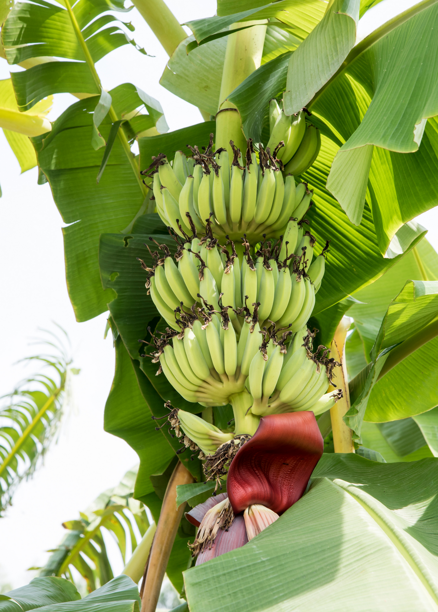 Banana Plant Kokopo Musa acuminata Tropical Fruit Indoor Herb Fast Growing