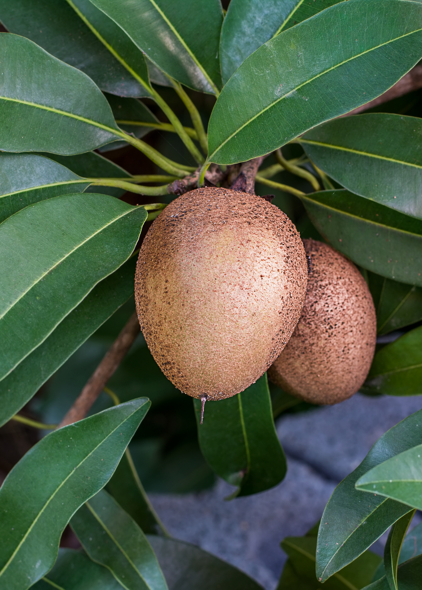 Sapodilla Tree Seedling | Silas Wood Variety | Tropical Fruit Tree | Manilkara zapota | Container Grown