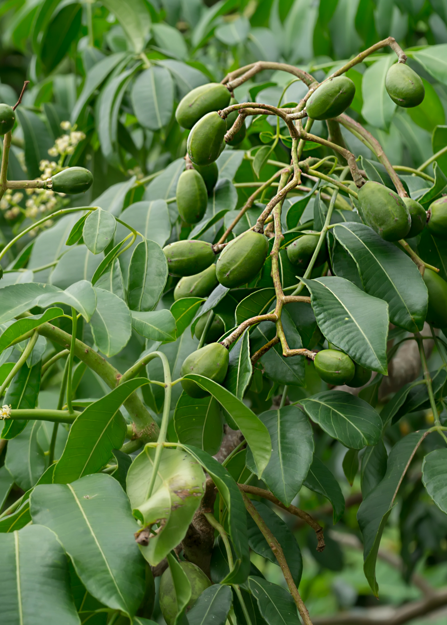 June Plum Tree, Tropical Fruit Tree, Ambarella, Spondias dulcis, Fast-Growing, Edible Fruit, Container-Friendly