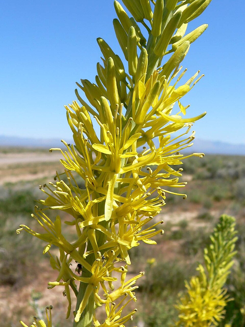 Stanleya pinnata Seeds β Prince's Plume Perennial Wildflower Drought-Tolerant Desert Plant, 40 Seeds
