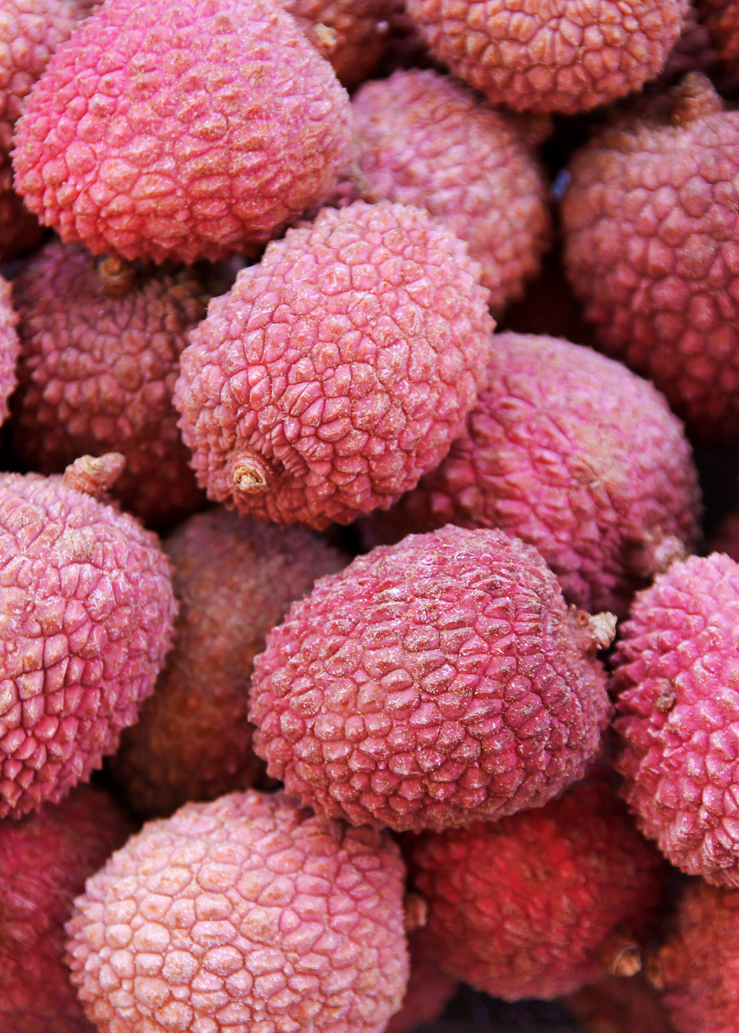 Lychee 'Sweetheart' Fruit Tree, Tropical, Nearly Seedless, Litchi chinensis