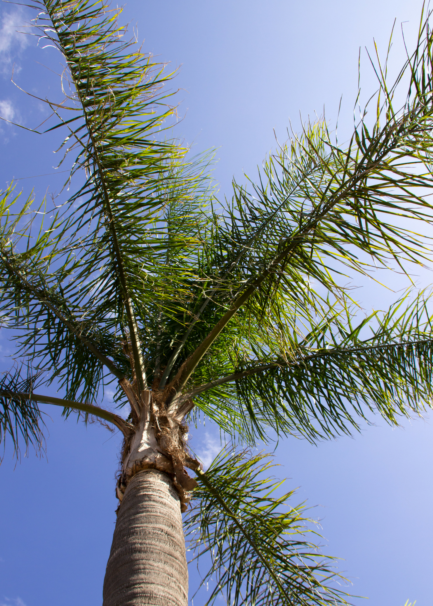 Queen Palm Tree, Syagrus romanzoffiana, Indoor and Outdoor Palm, Ornamental and Fruitful Palm Tree