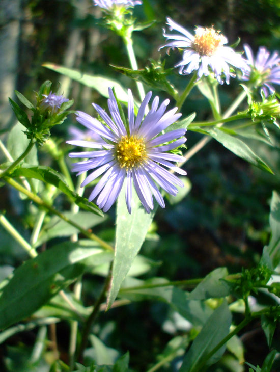 Symphyotrichum puniceum Seeds β Native Wildflower, Pollinator-Friendly, Wetland Plant, Purple-Stemmed Aster, 350 Seeds