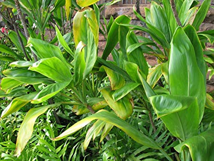 Hawaiian Ti Leaf Cuttings – 6" Unrooted Cordyline fruticosa Live Starter Logs for Landscaping & Containers