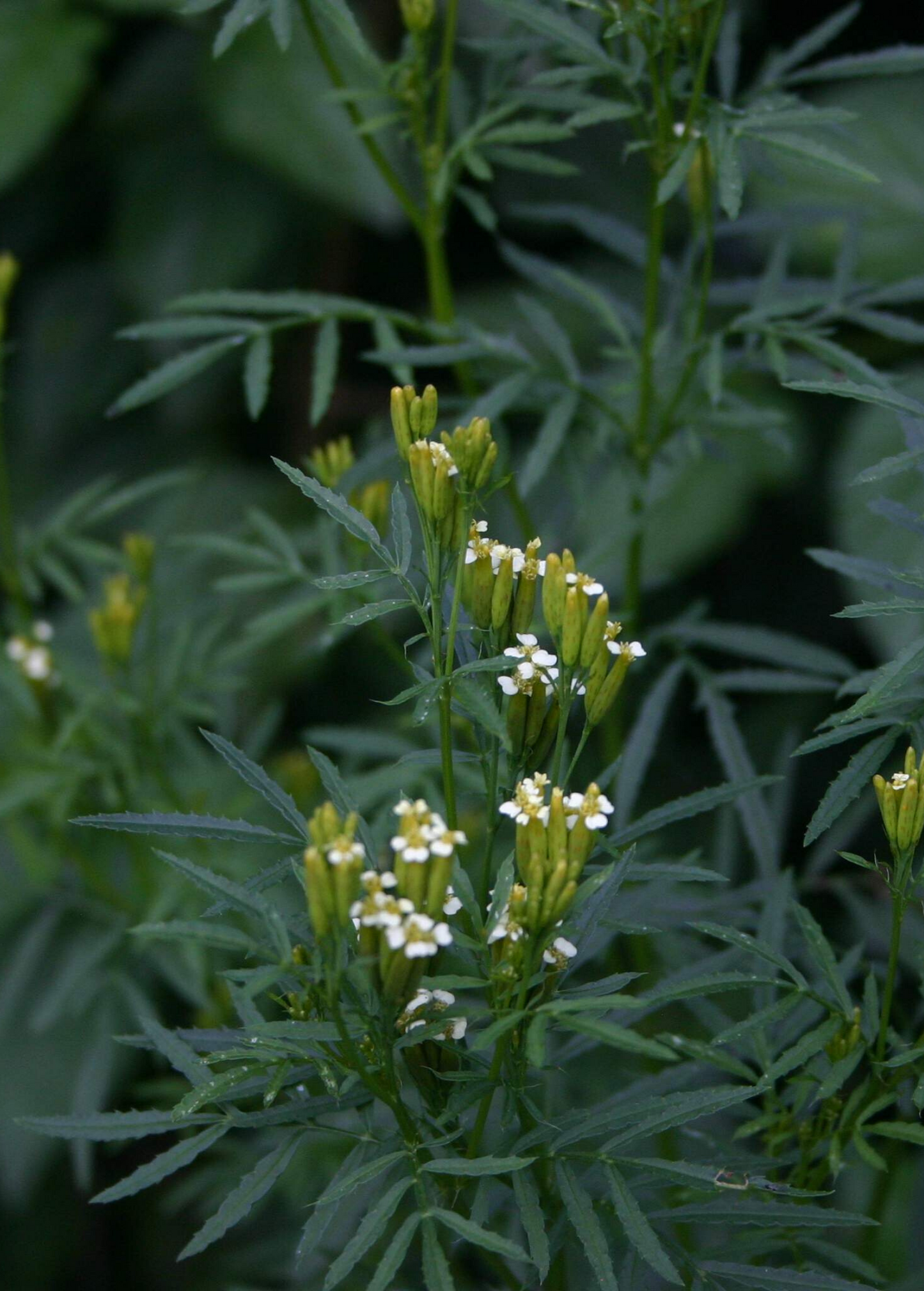 Huacatay Herb Plant - Peruvian Black Mint, Culinary & Medicinal, Tagetes minuta