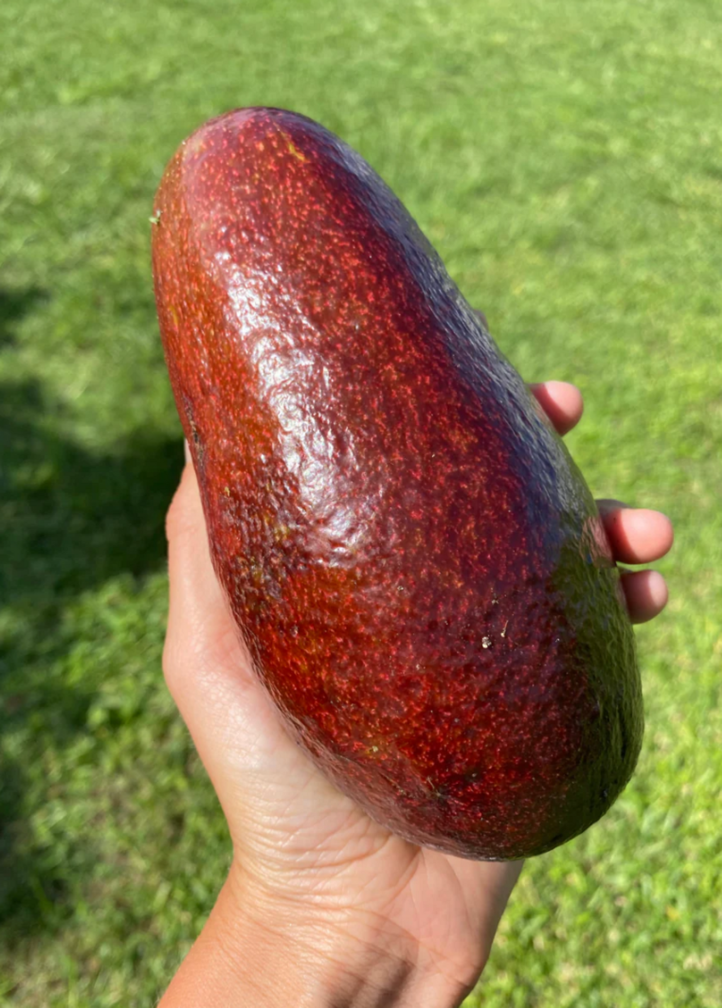 Avocado Fruit Thompson's Red Rare Cultivar Persica americana, Unique Red Skin, Gourmet Culinary, Ornamental Edible