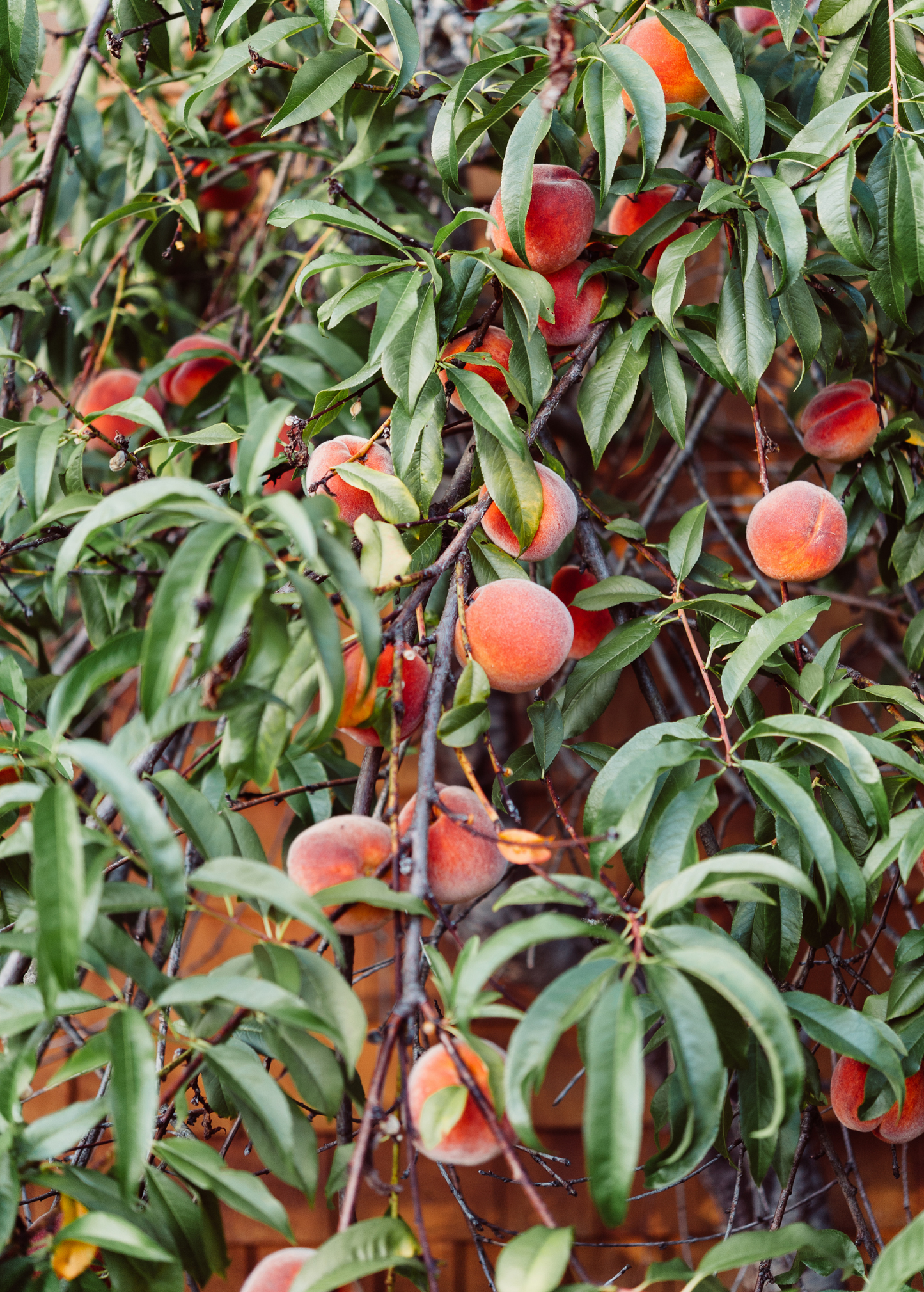 Peach Tree UF Sun Grafted Early Harvest Warm Climate Fruit Tree Prunus persica