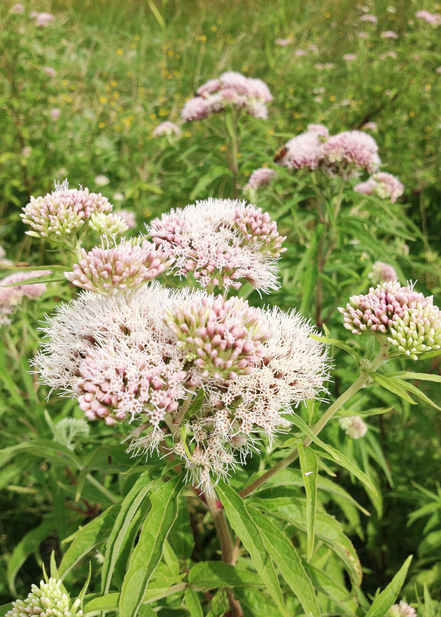 Valerian Root Herbal Supplement - Valeriana officinalis - Medicinal Herb for Stress, Anxiety & Sleep Support