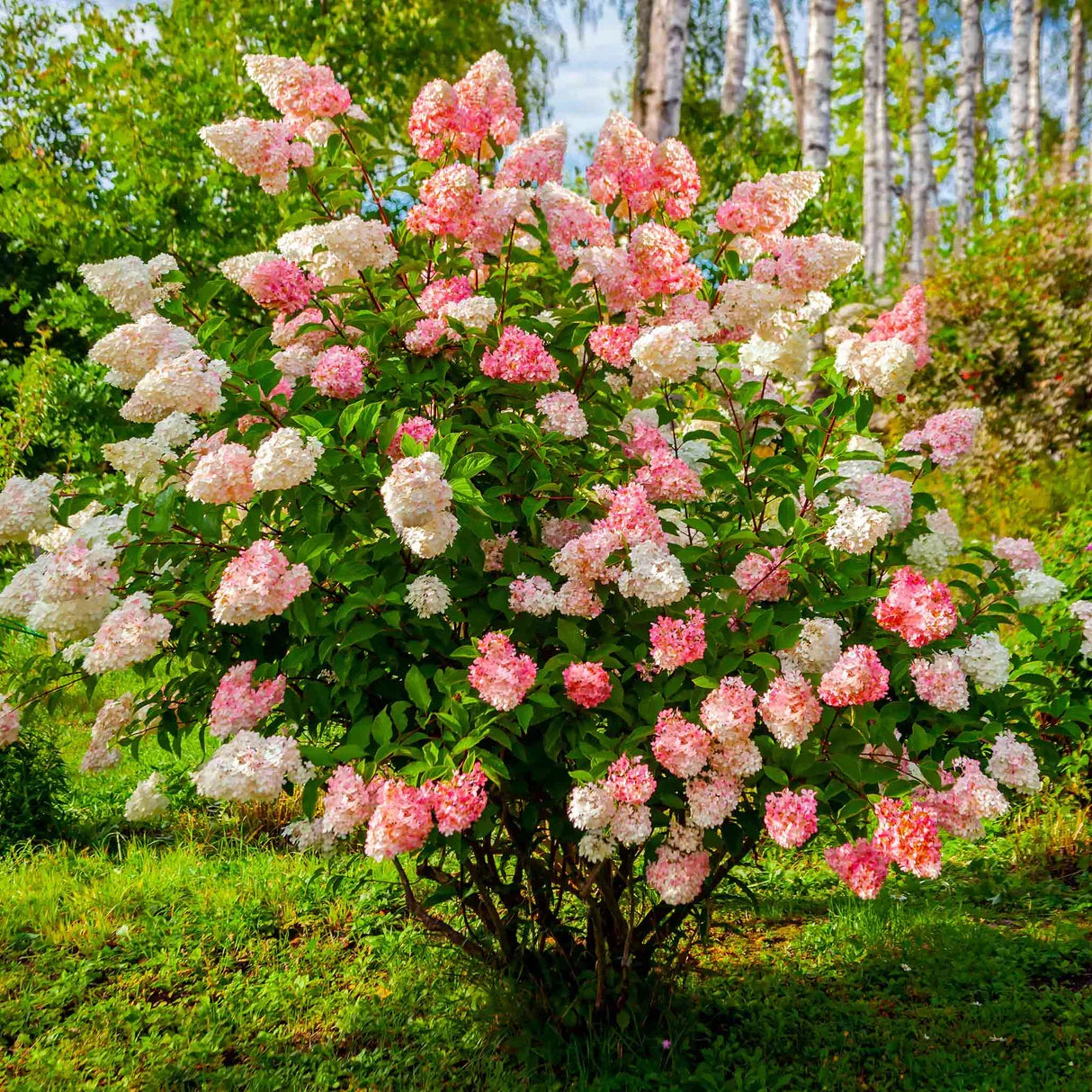5 Vanilla Strawberry Hydrangea Cuttings | Hydrangea paniculata 'Renhy' | Fast Growing Pink-White Blooms