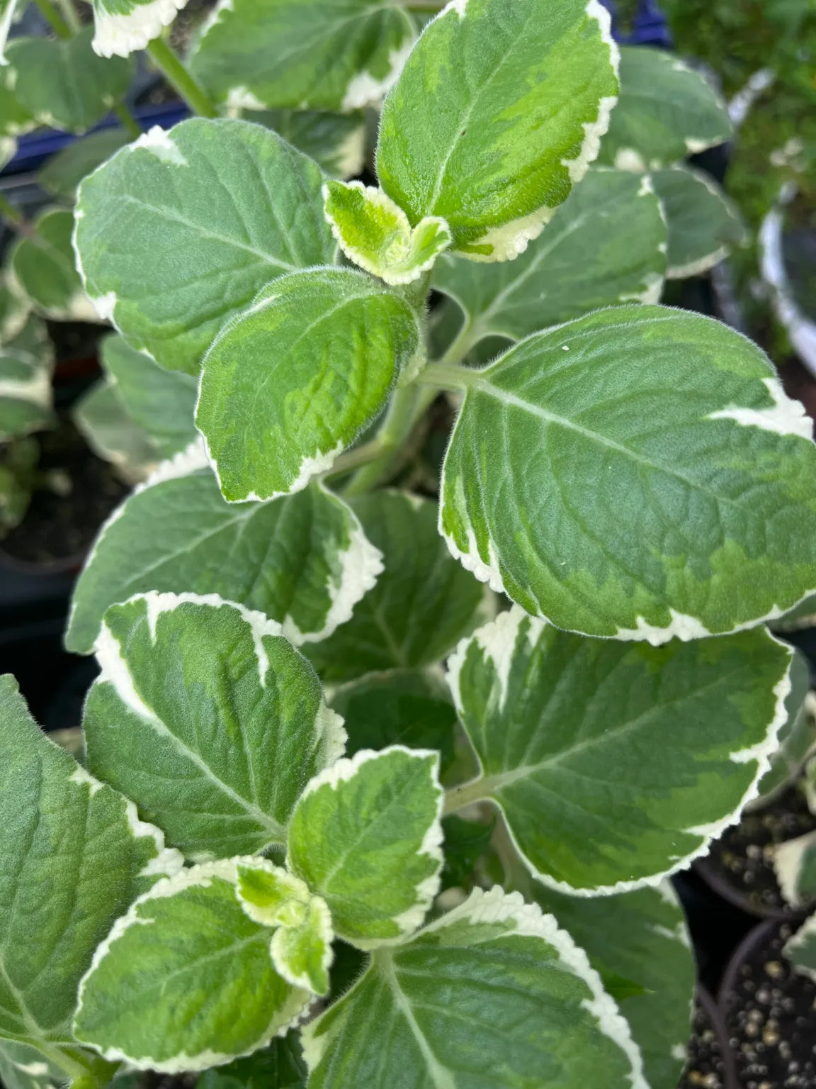 Variegated Cuban Oregano Cuttings β Unrooted Herb Stems for Propagation β Plectranthus amboinicus β Aromatic, Medicinal, Easy to Grow