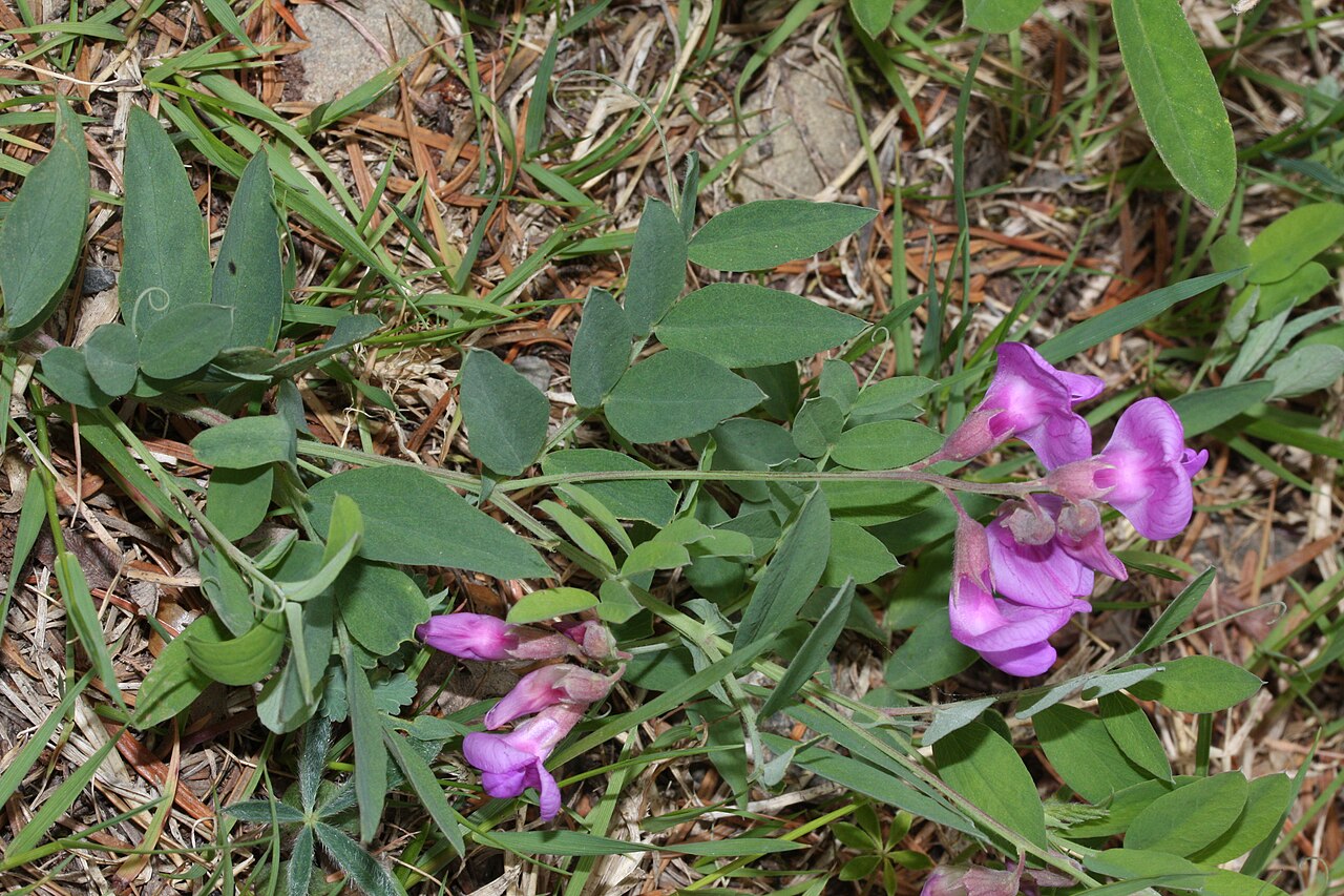 Vicia americana Seeds β American Vetch Native Nitrogen-Fixing Groundcover for Meadows, Slopes & Erosion Control (25 Seeds)