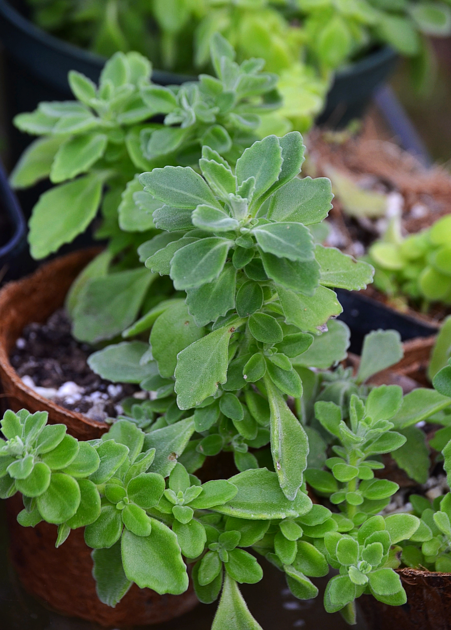 Vicks Plant Succulent Herb with Minty Aroma Plectranthus tomentosa Groundcover & Hanging Basket Plant
