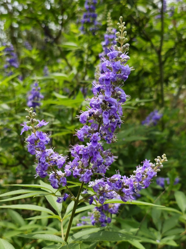 Live Vitex Chaste Tree Plant β Lilac-Purple Fragrant Flowers, Drought-Tolerant Shrub, Butterfly & Hummingbird Magnet, Vitex agnus-castus