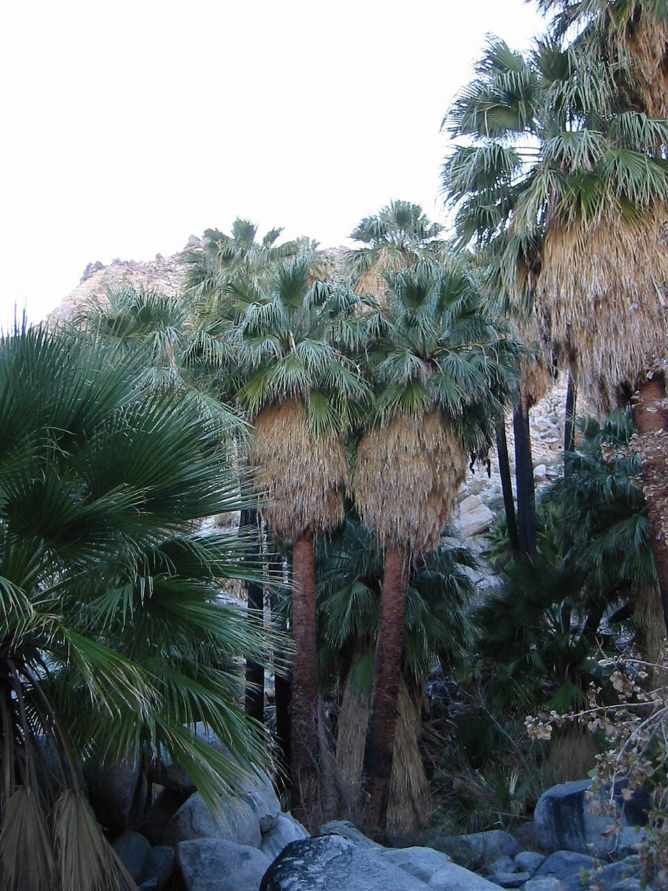 Washingtonia filifera Seeds β California Fan Palm, Desert Palm, Hardy Ornamental Palm Tree, 5 Seeds