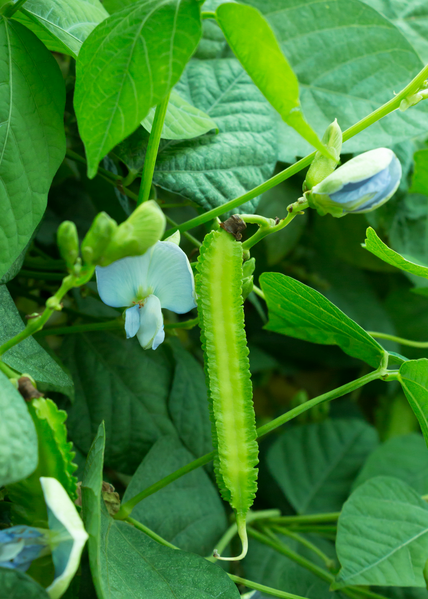 Winged Bean Plant Climbing Legume Tropical Edible Ornamental Psophocarpus tetragonolobus