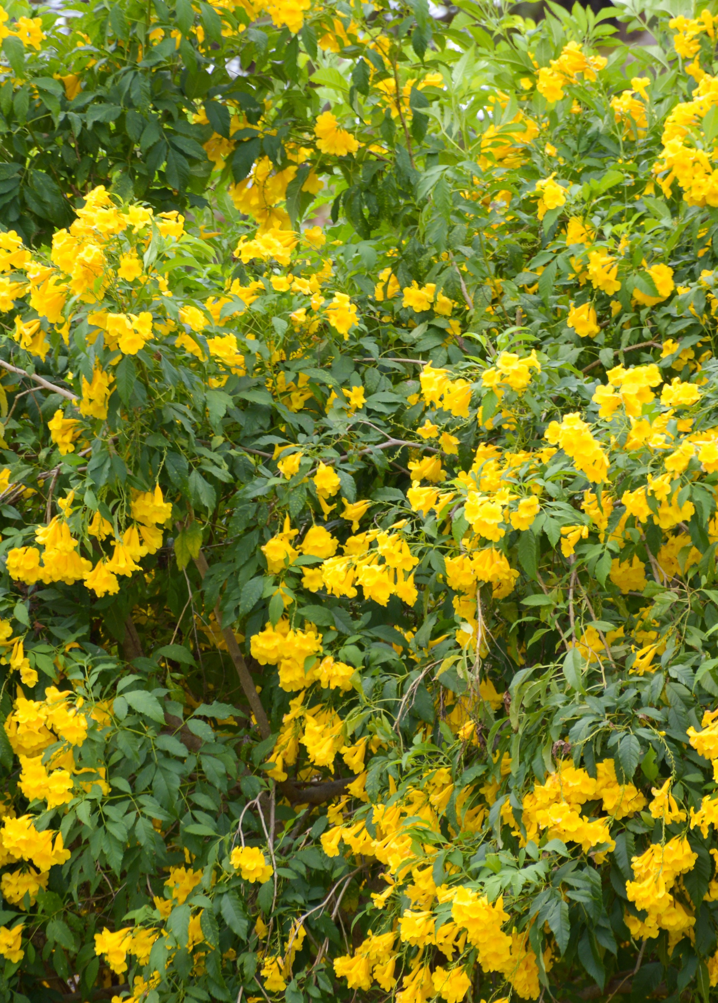 Yellow Elder Shrub Hojas de Tronadora Tecoma stans Ornamental Medicinal Plant