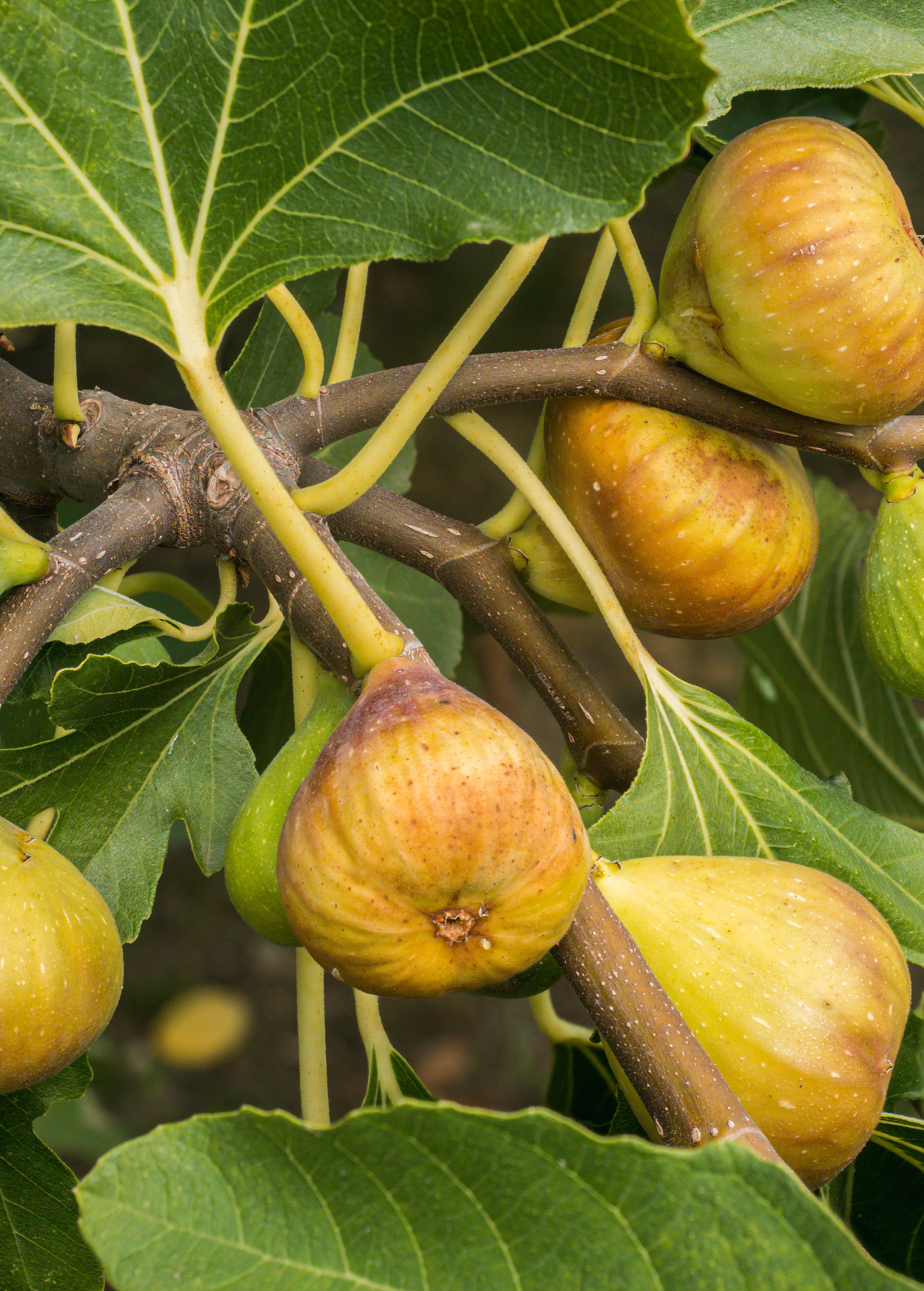 Fig 'Yellow Long Neck' Ficus carica - Jumbo Golden Figs with Honey-Sweet Flavor, Edible Fruit, Self-Fertile, Container or In-Ground