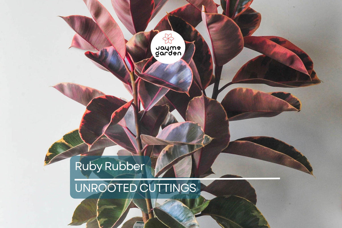 Ruby Rubber Plant Cuttings - 3 Fresh 12" Cuttings of Ficus elastica 'Ruby' - Variegated Leaves for Indoor Garden, Easy Care Houseplant