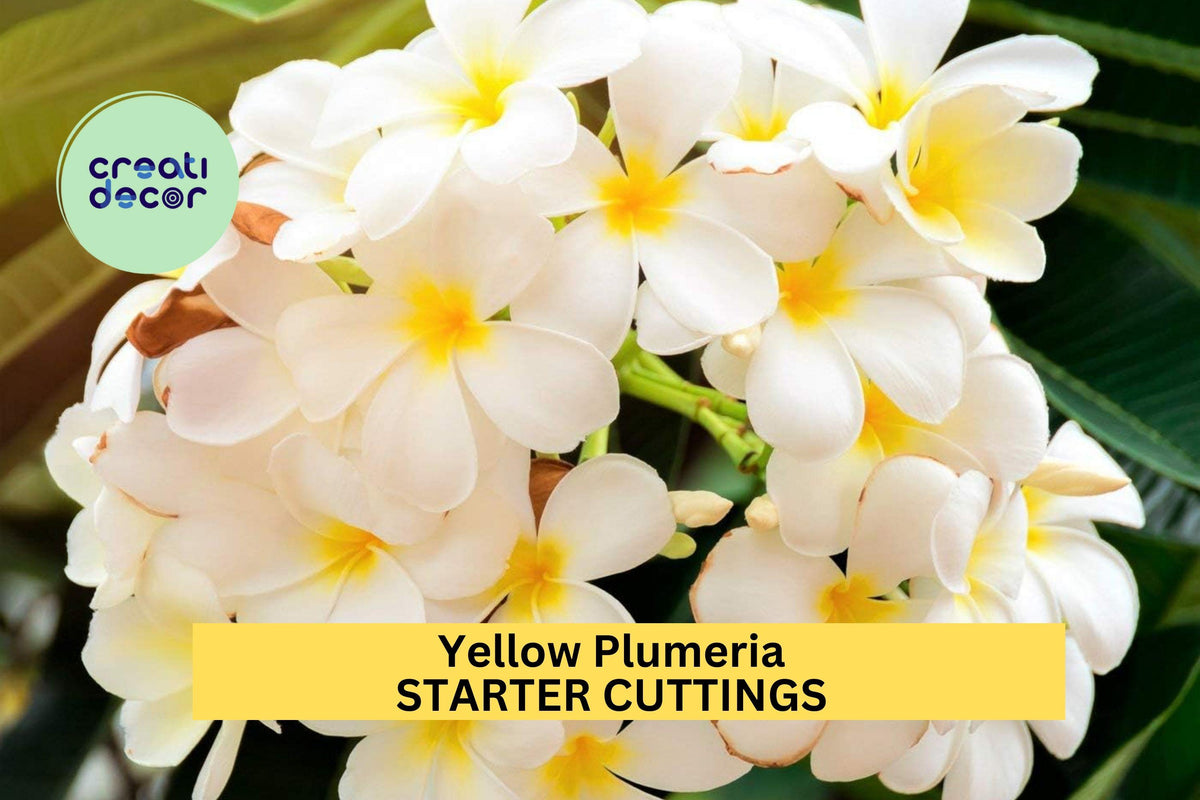 Yellow Plumeria Cutting 10" – Fragrant Tropical Blooms, Unrooted Single Head for Garden or Pot