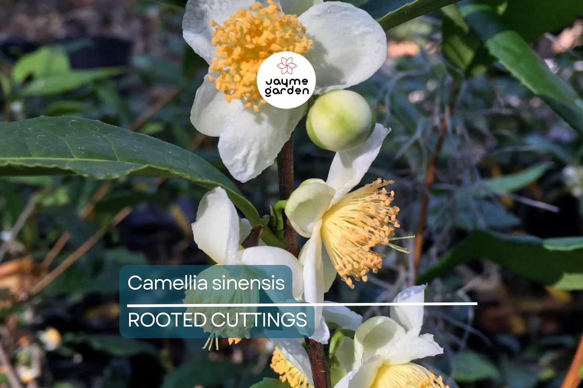 Live Camellia Sinensis Tea Plant - 8-10β - Grow Your Own Tea - Green, Black, White, Oolong - Perfect for Home Gardens & Hedges