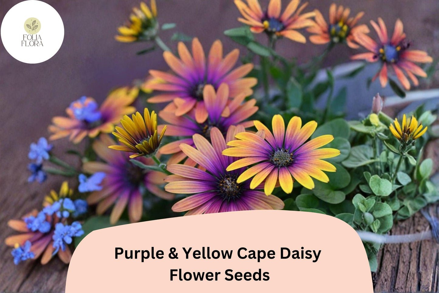 200+ Purple & Yellow Cape Daisy Seeds | Osteospermum ecklonis | Bicolor Blooms for Sun-Loving Gardens