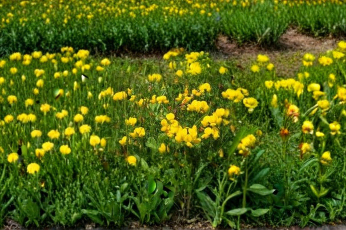 Bird's Foot Trefoil Seeds | 100 Seeds | Nitrogen Fixing | Pollinator Friendly | Lotus corniculatus