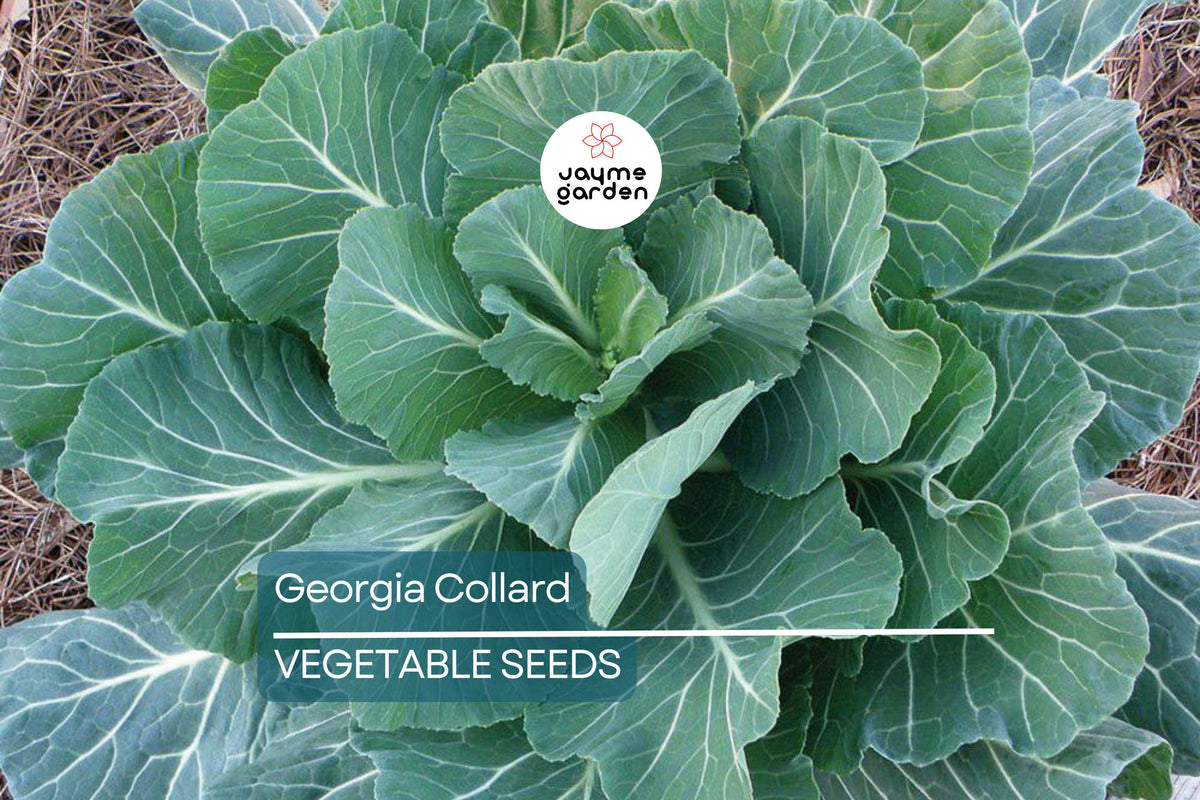 Georgia Collard Seeds - 2,000 Heirloom Non-GMO, Cold & Heat Tolerant, Brassica oleracea var. viridis - Perfect for Southern Cooking