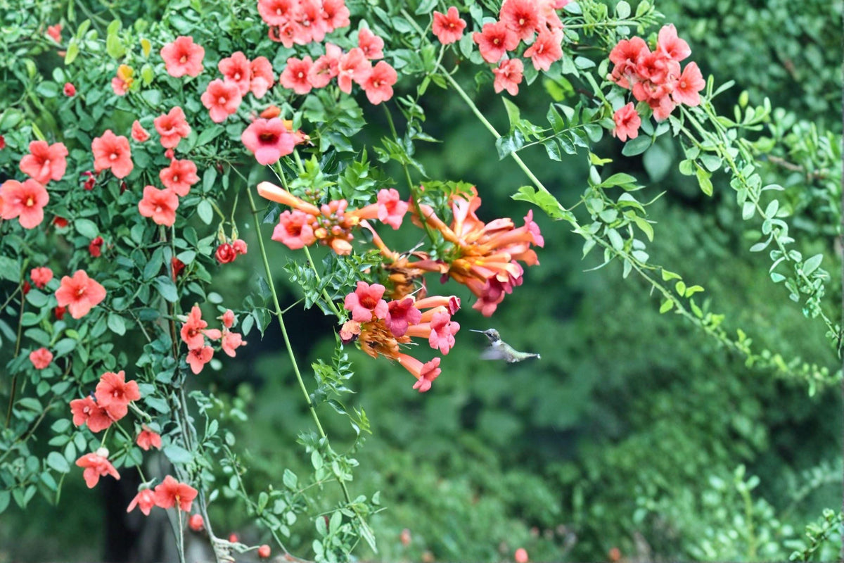 Trumpet Creeper Vine Seeds, 30 Pack, Bright Orange Flowers, Campsis radicans, Easy Grow Climber for Fences & Trellises