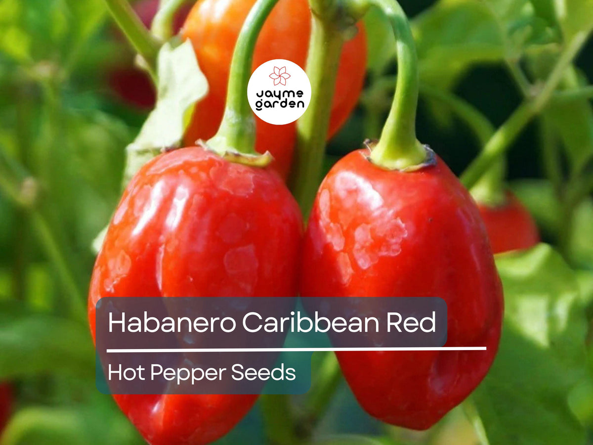 Habanero Caribbean Red Hot Pepper Seeds 250mg | Heirloom Extra Spicy | Compact Variety | Perfect for Salsas & Sauces