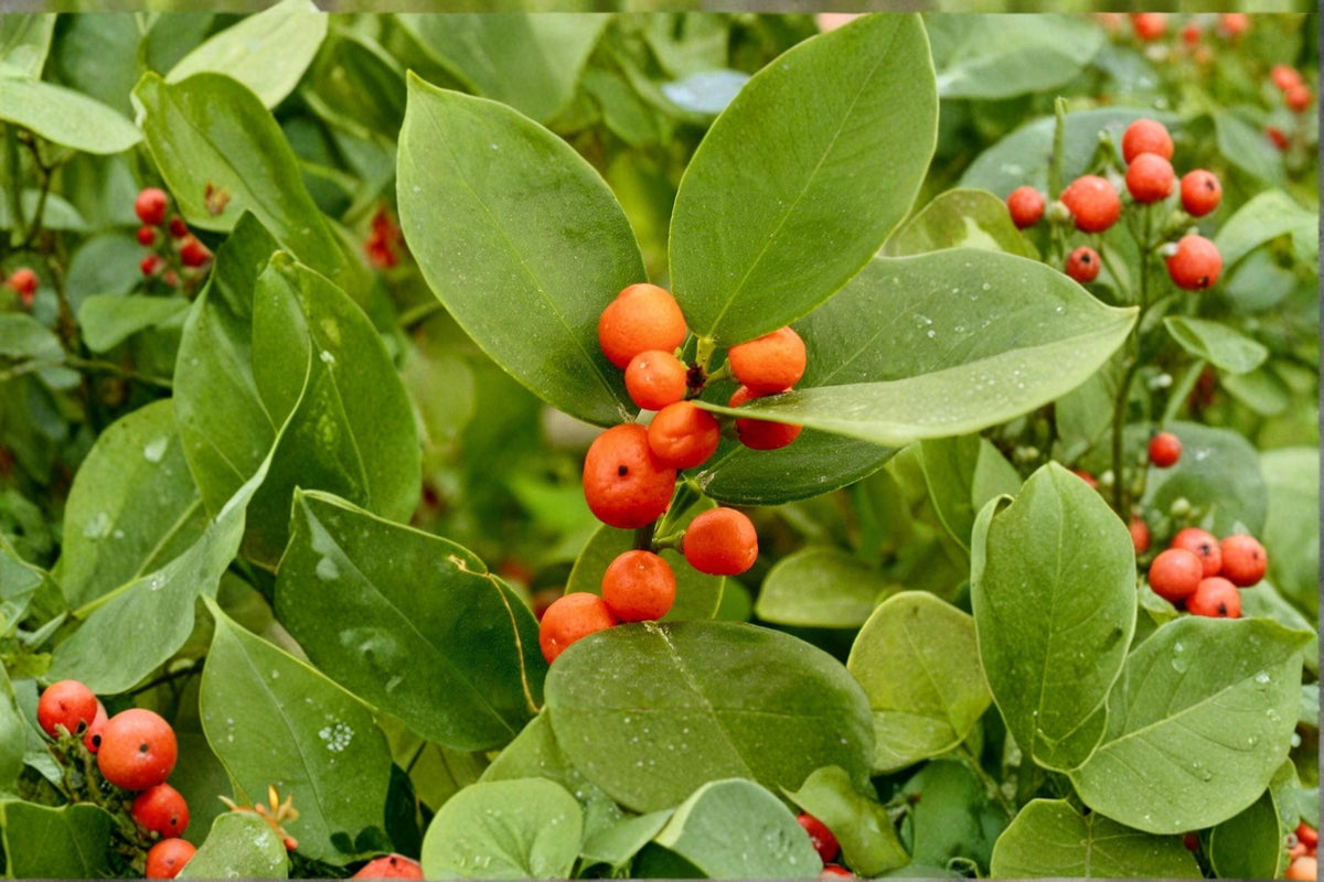 Hong Kong Kumquat Plant 8-12" Live Citrus Fortunella hindsii - Compact Evergreen with Glossy Leaves & Fragrant Blossoms