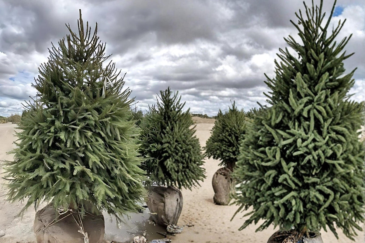 Norway Spruce Trees - 2 Live Plants 2-3 ft Tall - Picea abies Evergreen Conifer for Landscape, Windbreaks, and Garden Plantings