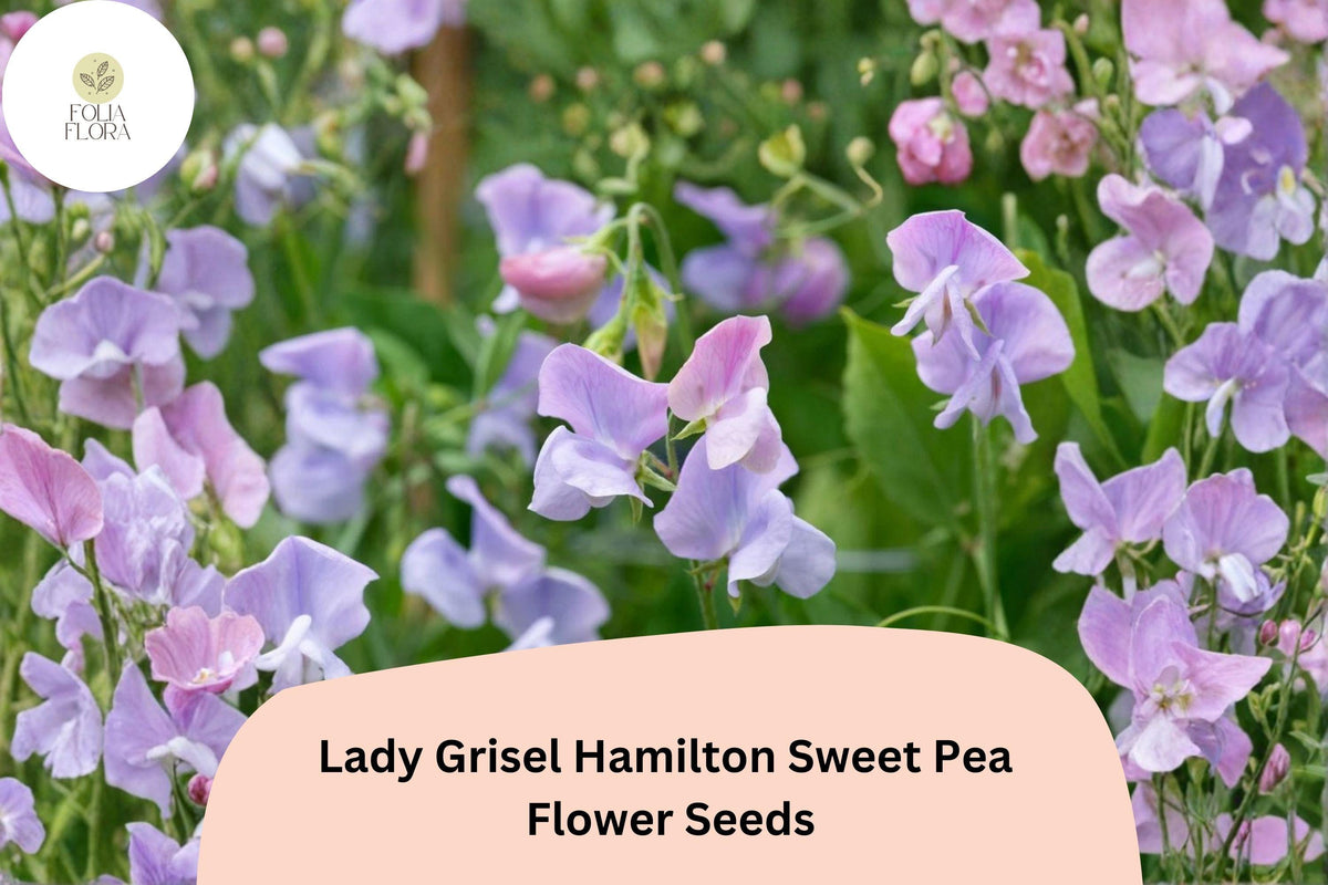 Lady Grisel Hamilton Sweet Pea Seeds - 50+ Fragrant Lavender Climbing Flowers, Lathyrus odoratus, Perfect for Trellises and Cottage Gardens
