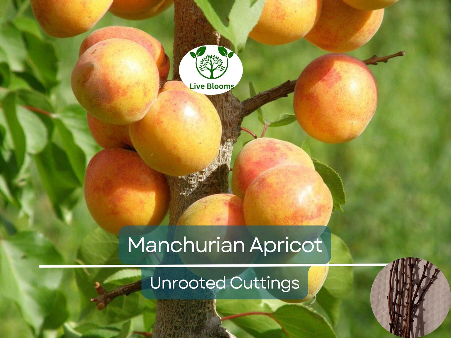 6 Organic Manchurian Apricot Unrooted Hardwood Cuttings for Grafting & Tree Propagation