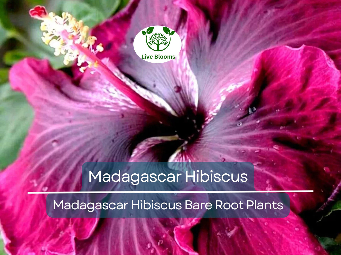 Madagascar Hibiscus Live Bare Root Starter Plant 3-5" | Hardy Hibiscus Moscheutos Perennial