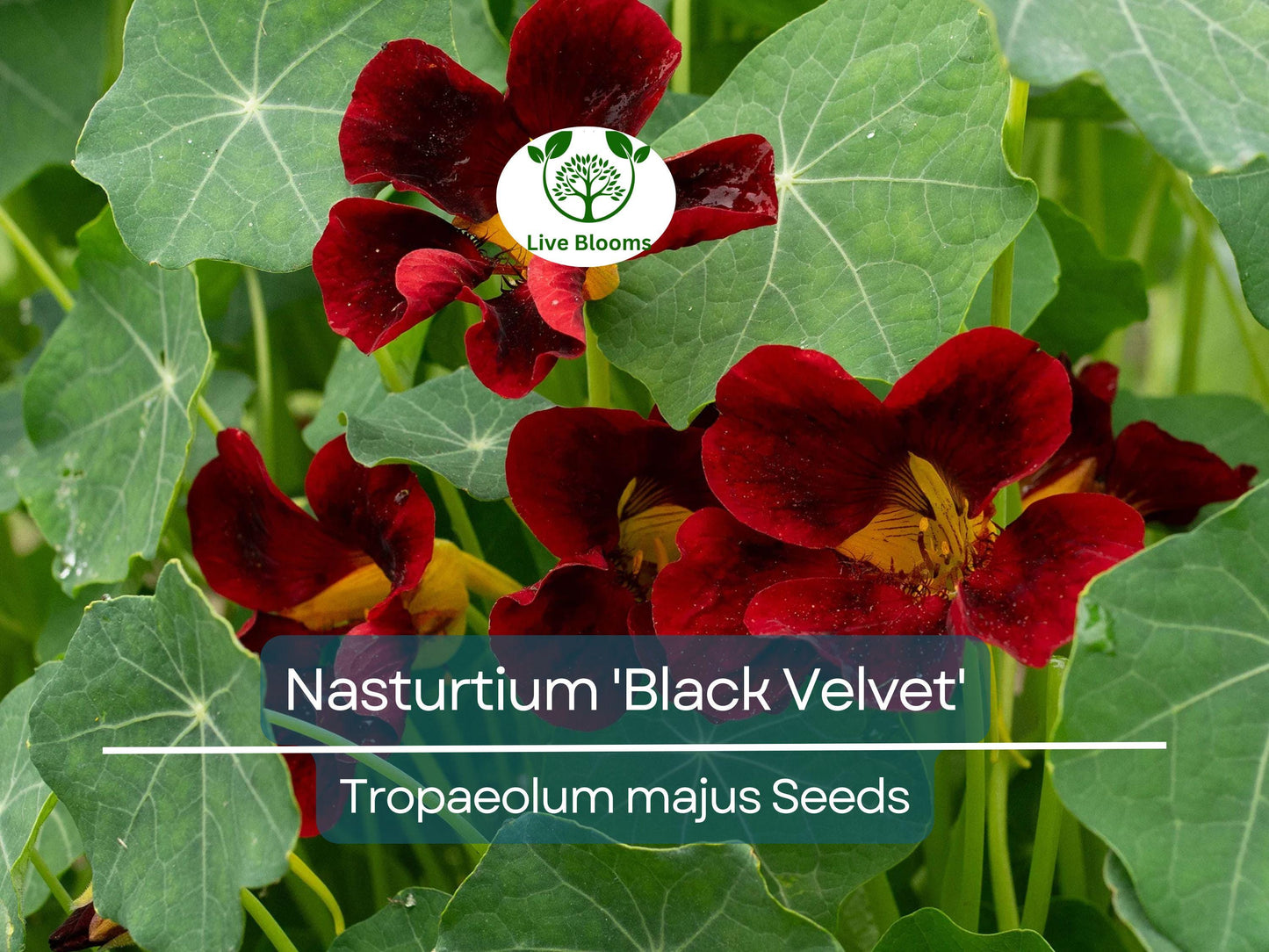 15 Nasturtium Black Velvet Seeds | Heirloom Edible Flowers, Non-GMO, USA Grown